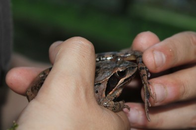 This individual has the leg length of a R. graeca or R. temporaria but a clear ventral belly characteristic to R. dalmatina